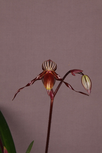 Paph gardineri Fiona Gan King Ing